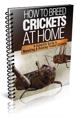 How To Breed Crickets At Home