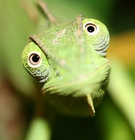 chameleon happy