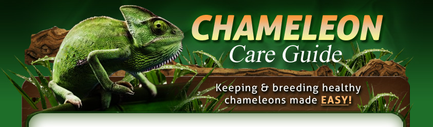 Chameleon Care Guide - Keeping and Breeding Healthy Chameleons Made Easy!